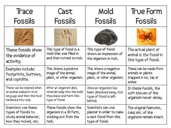 four types of fossils